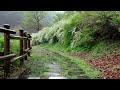 Relaxing rain in the spring trail - rain sounds that comfort the mind and fast sleep, meditation