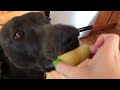 Lancer Eating An Apple