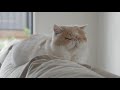 (Cat Cam) LOFI FOR CATS : RELAXING MUSIC FOR CAT / Chill / Smooth - Sleepy Cat Music