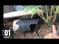 6 March to 1 April 2024 outdoor weed grow update and there is a snake removal in this video lol