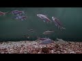 200 Gallon Mahseer River Fish Tank Kelah Tengas Aquarium