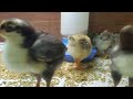 Chicks One Week Old Apr 2023
