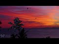 4K Christmas Scene: Tropical Holiday - Lighted Palm Tree in Paradise 1HR Nature Scene w/Ocean Sounds