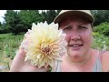 Dahlia Obsessed!! // Staking, Harvesting, + Discussing Varieties // Green Bee Floral Co.