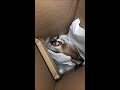 Cat Jumping Out Of Box