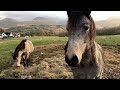 Horses,sheep’s & Ben Nevis 🐴🐑⛰️