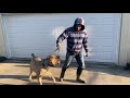 Feeding Time With DohBoy (African Boerboel)