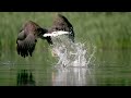 Eagle - Queen of the Skies | Wildlife Documentary