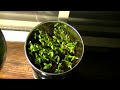 Second Batch: Time-Lapse of Cilantro Seeds sprouting.