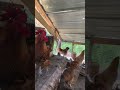 Chicken sounds 2 minutes