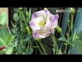 [再チャレンジ］【トルコ桔梗・ダブルバイカラーミックス】種まきから開花まで。（2021/9～2022/7）