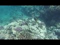 Snorkling in the Red Sea Soma Bay, Egypt