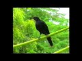 Relax with nature, exotic bird song