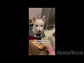 🐾4 Hours and 14 Minutes of Hilarious Dogs & Cats😂🐶🐱You Laugh You Lose with Pets🐾