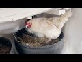 Süper Fikir | Araba Lastiği ve koruge Borudan Tavuk Folluk yapımı