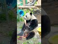 么么儿吃播炫笋笋【panda：萌兰Meng Lan】