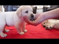 Labrador Puppy Finds Out What A Belly Rub Is...