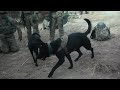 Military Working Dog in PZ posture  after a long mission in Afghanistan