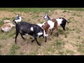 Goats Playing Part 2