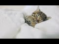 @ sleeping whisker# short video