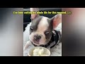 Tiny Frenchie screamed for his mother to change his pee pad immediately - New Update