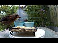 Feeder Face-Off: Blackbird Standoff in Cat-Proof Zone!