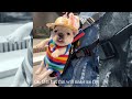 Funniest Cutest Puppies Ever Seen |Cute dogs puppies videos compilation 2023|Cute pets videos