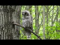 more video of a Barred owl