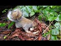 Squirrels Steal Eggs 😮