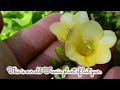 [Eng Subtitles] #2024 मार्च और अप्रैल में खरीदें #unique #best flowering plants