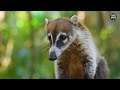 URBAN COATIS: What Do These Curious Animals Do in the City?