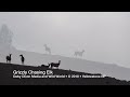 Grizzly Bear Chases Elk in Yellowstone NP