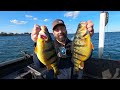 Spring Jumbo Perch With Taro Murata