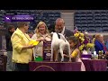 Fox Terriers (Smooth) | Breed Judging 2024