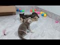 Guilty Dog and cat is so funny😽🐶Try Not to Laugh🐶2024 Part 8