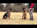 European German Shepherds - Kennel Vom Hismerh