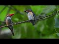 Escape Stress with Birdsong Bliss: 3 Hours of Relaxing Melodies - Nature Sounds - 4K