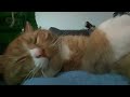 Kitty Joey does not want to wake up! #cuddles #asmr #catlover