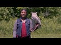 Great Horned Owls and Crows Hate Each Other