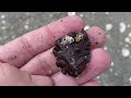 I drove 6 hours for shells. Florida West Coast gal goes across state to look for seashells.