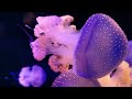 Ocean 4K - Sea Animals For Relaxation, Beautiful Coral Reef Fish In Aquarium (4K Video Ultra HD) #2