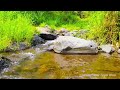 CALMING FOREST SOUNDS, BIRDS CHIRPING, BABBLING BROOK, NATURE SOUNDS - ASMR FOR SLEEP