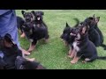 German Shepherd Puppies @ 45 Days training in the Garden 😍
