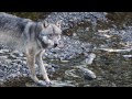 Wolf eating salmon after chasing grizzly away, Hyder, Alaska