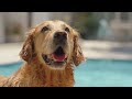 🔴 TV For DOGS: Best Entertainment Video for Dogs Relax & Funy When Home Alone • Relax Your Dogs M...