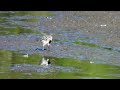 Kulík bledý, Grey plover, Kiebitzregenpfeifer, Zilverplevier, Siewnica, Pluvier argenté