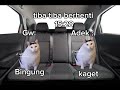 Pov : Ke bioskop | Pov Kucing | First video!