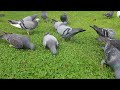 Feeding Pigeons at Edinburgh, Scotland 💖🕊️ #birds #animals #nature #trending #viralvideos