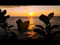 BACKGROUND VIDEO TIUPAN ANGIN SENJA NO COPYRIGHT