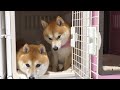 A Shiba Inu explodes with frustration at his owner's careless behavior after returning home...